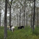 צימרים לפי שעה